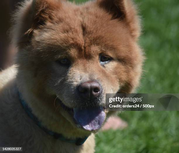 adorable little chow puppy with perky ears - puppy chow stock pictures, royalty-free photos & images