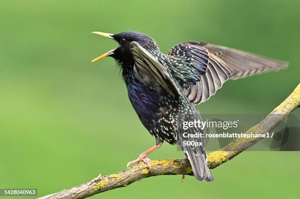 close-up of starling perching on branch,kaiserstuhl,endingen am kaiserstuhl,germany - starling stock-fotos und bilder