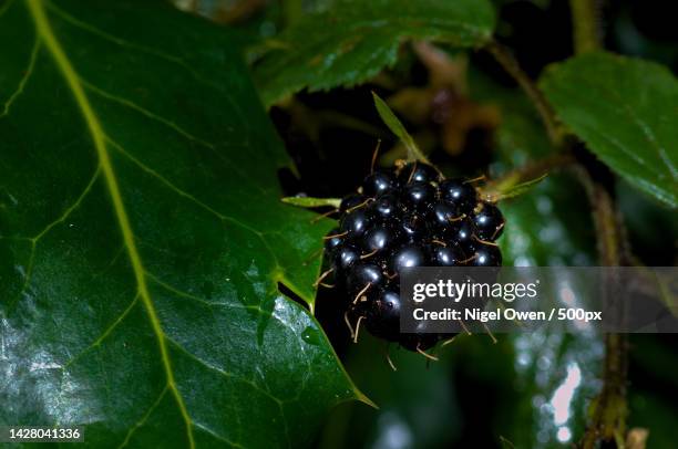 close-up of insect on plant - dewberry stock pictures, royalty-free photos & images