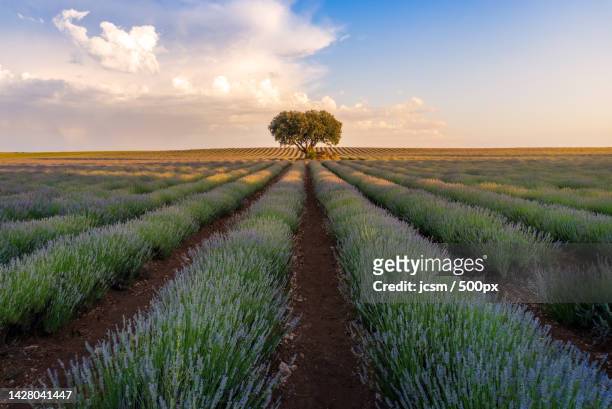 scenic view of lavender field against sky during sunset,brihuega,guadalajara,spain - guadalajara fotografías e imágenes de stock