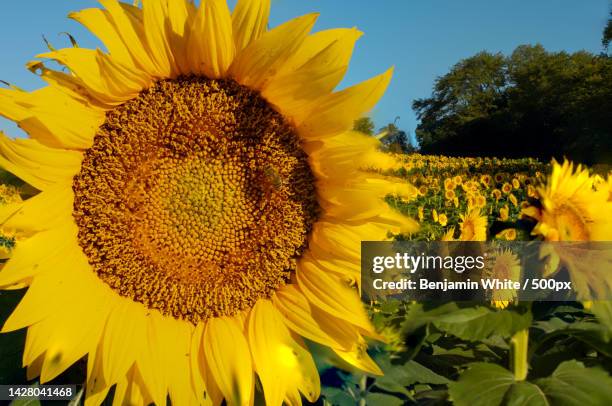 close-up of sunflower,levee,united states,usa - kansas sunflowers stock pictures, royalty-free photos & images