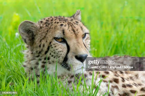 close-up of african cheetah on grassy field,smarden,ashford,united kingdom,uk - afrikaans jachtluipaard stockfoto's en -beelden