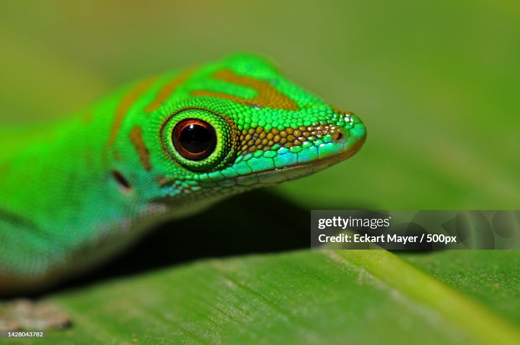 Green lizzard on a large green leaf,Praslin,Seychelles