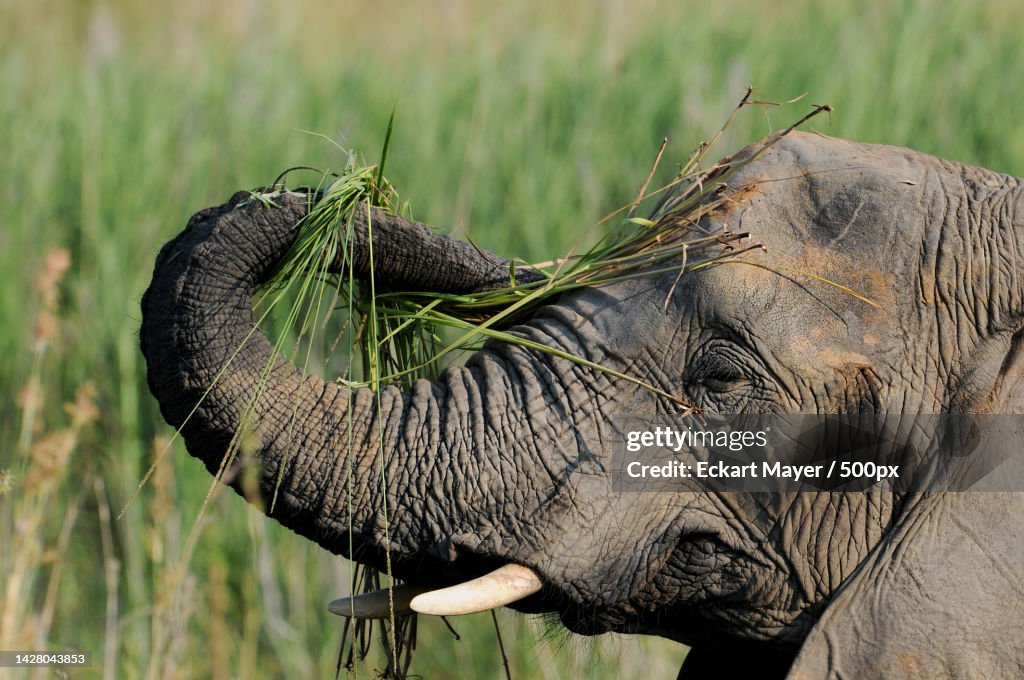 Close-up of african elephant on field,Entabeni,South Africa