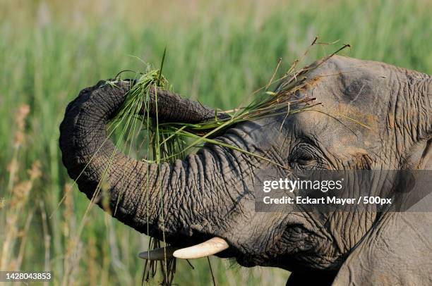 close-up of african elephant on field,entabeni,south africa - wildlife reserve stock pictures, royalty-free photos & images