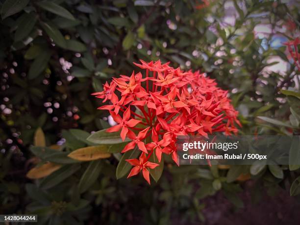 Indeno Rubai 53 Rubai Stock Photos, High-Res Pictures, and Images - Getty Images