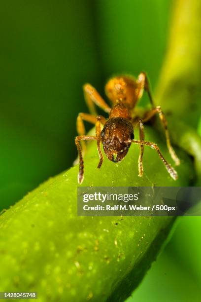 close-up of insect on leaf,aachen,germany - solenopsis invicta stock-fotos und bilder