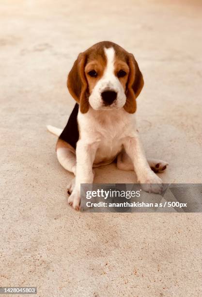 portrait of beagle sitting on footpath - puppy eyes stock pictures, royalty-free photos & images