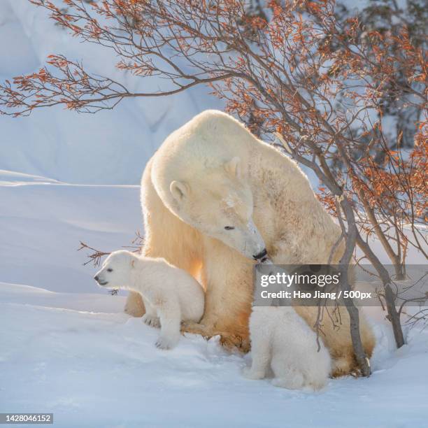 two polar bears play fight,wapusk national park,manitoba,canada - raubtier stock-fotos und bilder