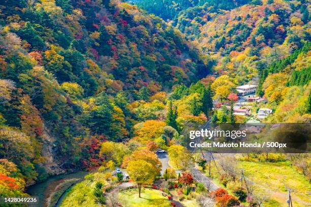 high angle view of trees in forest during autumn - satoyama scenery stock-fotos und bilder