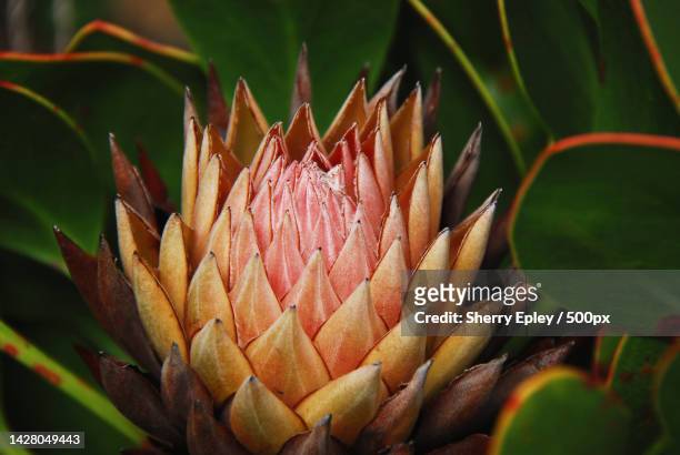 africa- flowers- close up of a beautiful king protea fynbos in south africa,harold porter national botanical gardens,south africa - fynbos 個照片及圖片檔