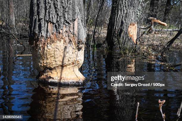 close-up of tree trunk in forest,russia - beaver chew stock pictures, royalty-free photos & images