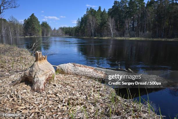 scenic view of lake against sky,russia - beaver chew stock pictures, royalty-free photos & images