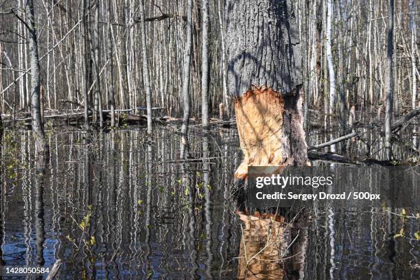 full frame shot of weathered wood,russia - beaver chew stock pictures, royalty-free photos & images