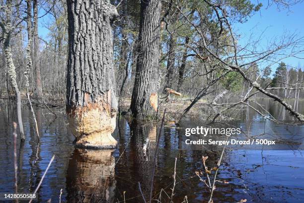 trees in forest,russia - beaver chew stock pictures, royalty-free photos & images