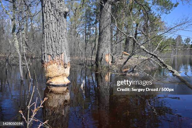 trees by lake in forest,russia - beaver chew stock pictures, royalty-free photos & images