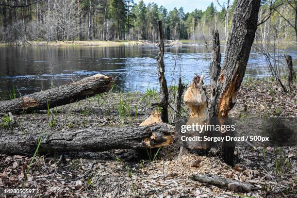 scenic view of lake in forest,russia - beaver chew stock pictures, royalty-free photos & images