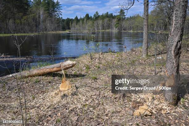 scenic view of lake in forest against sky,russia - beaver chew stock pictures, royalty-free photos & images