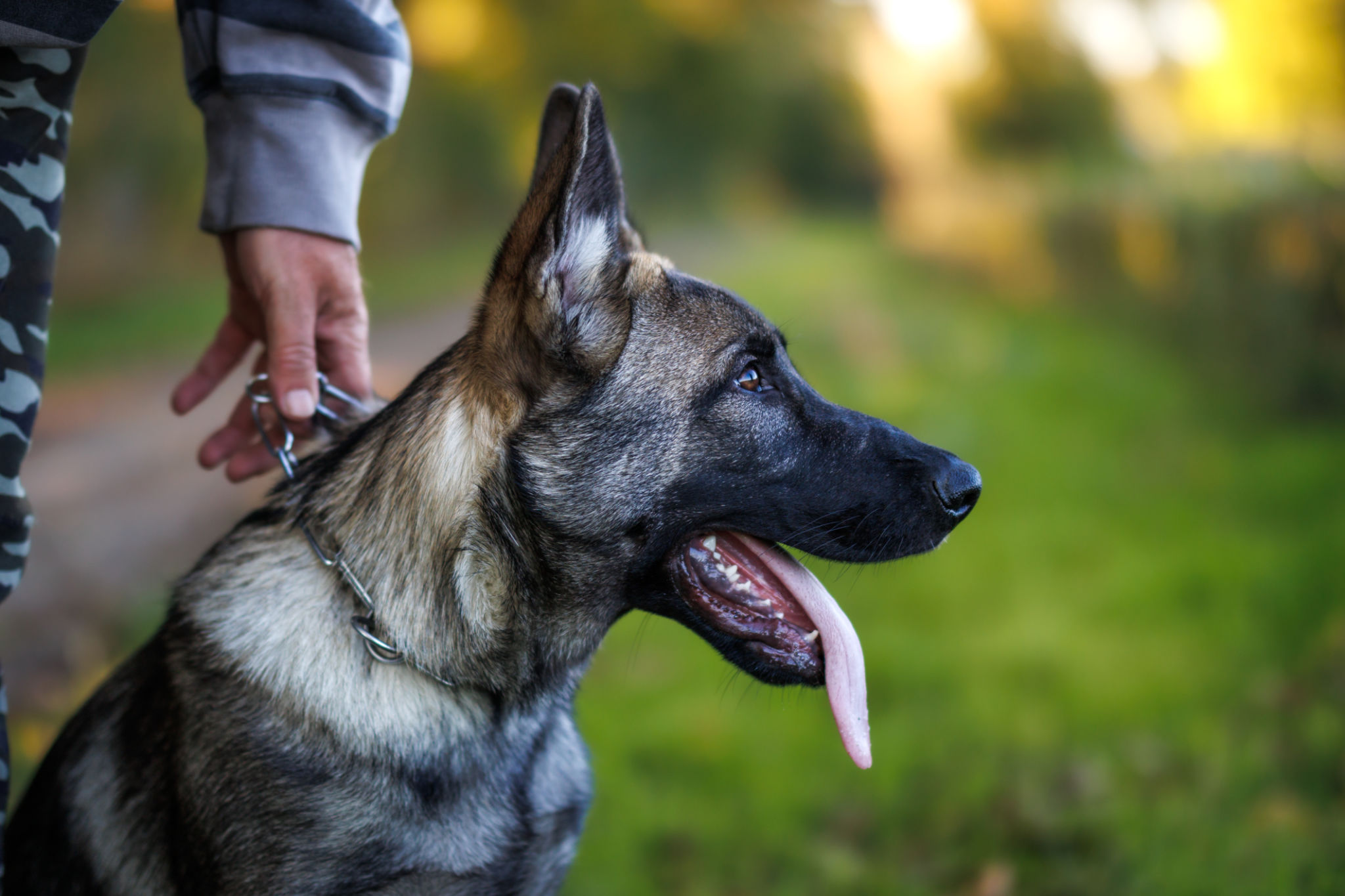 obedience training german shepherd