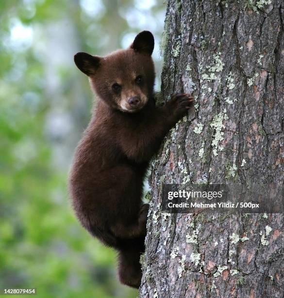 doa animasyonlu sosyal medya 1180 2280 piksel 2180 2280 piksel - bear cub fotografías e imágenes de stock