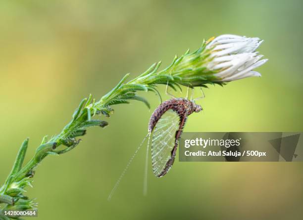 close-up of flower bud - lacewing stock pictures, royalty-free photos & images