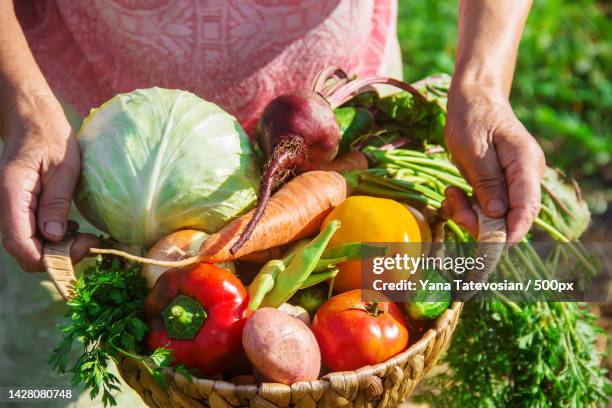 grandmother in the garden gather the harvest selective focus - potato harvest imagens e fotografias de stock