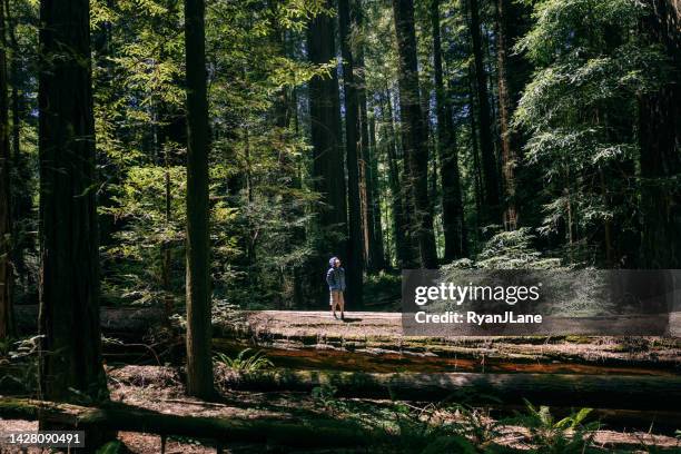 boy stands dwarfed by large redwood and sequoia trees - redwood tree trunk stock pictures, royalty-free photos & images