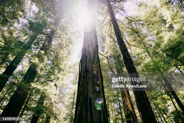 redwood and sequoia trees reach to the sky - noordelijk californië stockfoto's en -beelden