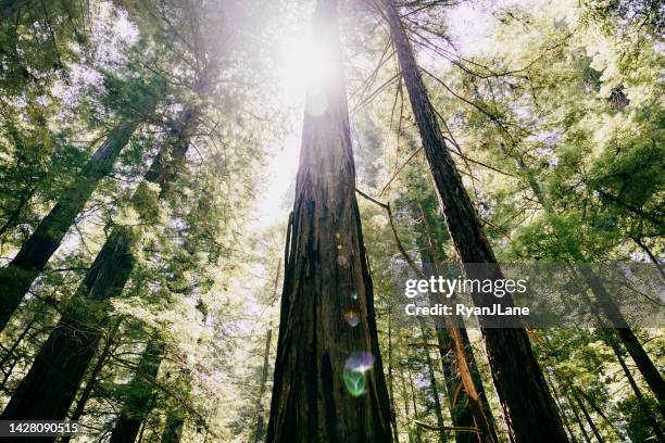 redwood and sequoia trees reach to the sky - evergreen 個照片及圖片檔