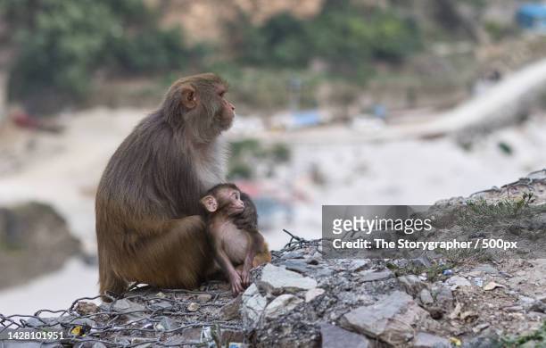 close-up of macaque sitting on rock,rudraprayag,uttarakhand,india - the storygrapher - fotografias e filmes do acervo