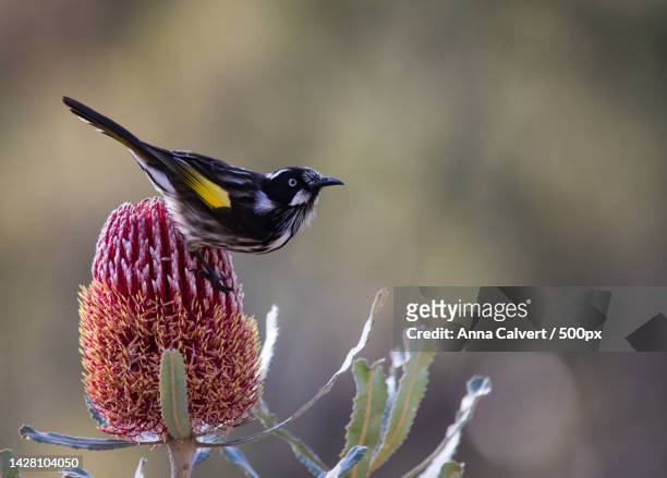 close-up of songwarbler perching on plant,canberra,australian capital territory,australia - banksia ストックフォトと画像