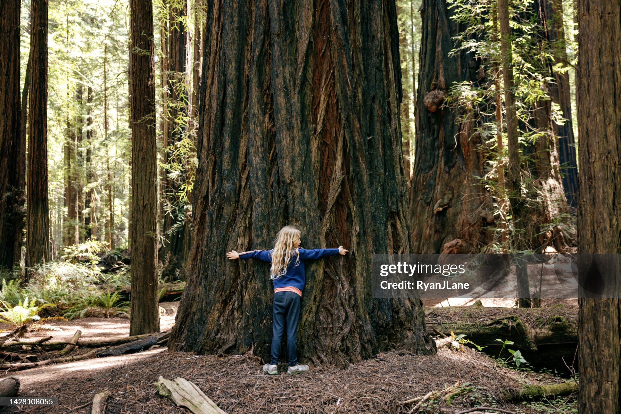 Chica abrazando un gran árbol de secuoya