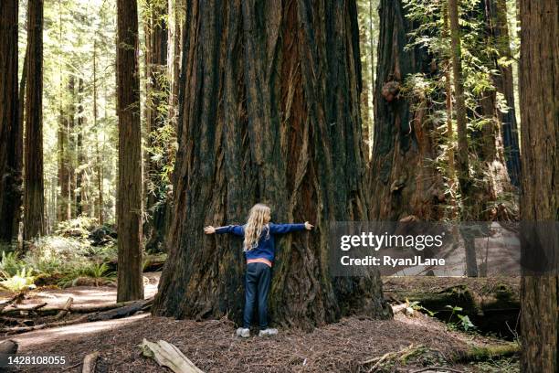 girl hugging large redwood tree - redwood tree trunk stock pictures, royalty-free photos & images