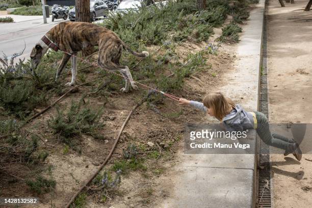 little girl holding a leash while being dragged by her dog during a walk outdoors. - dog dragging stock pictures, royalty-free photos & images
