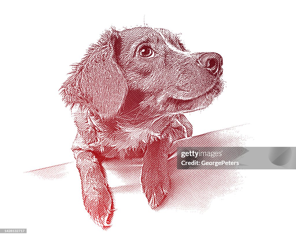 Cute mixed-breed dog puppy