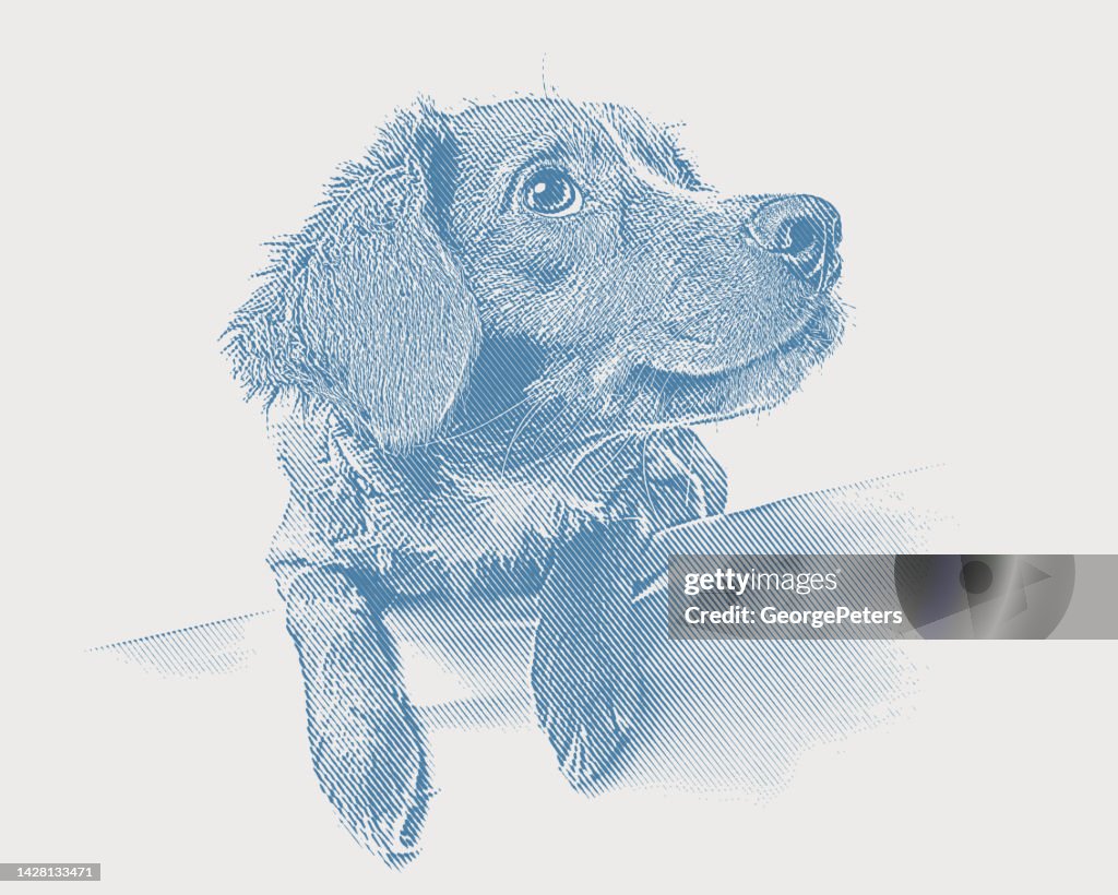 Cute mixed-breed dog puppy