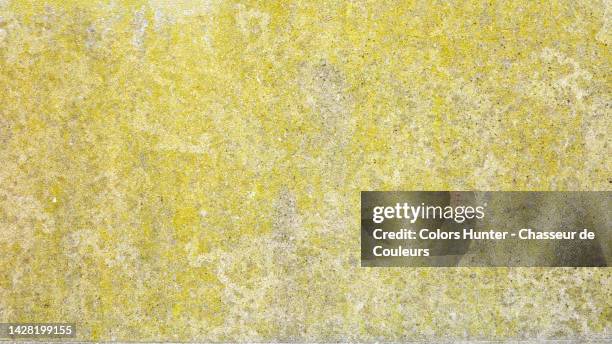 weathered stone wall covered by yellow lichen in paris, france - lachen photos et images de collection