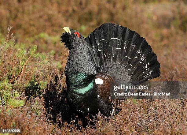 capercaillie - tetrao urogallus stock pictures, royalty-free photos & images