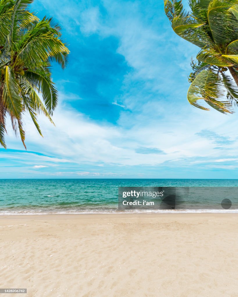 Coconut tree leaf on the tropical beach with space for text, summer, holiday, vacation weekend or relax, summer mid year sale concept