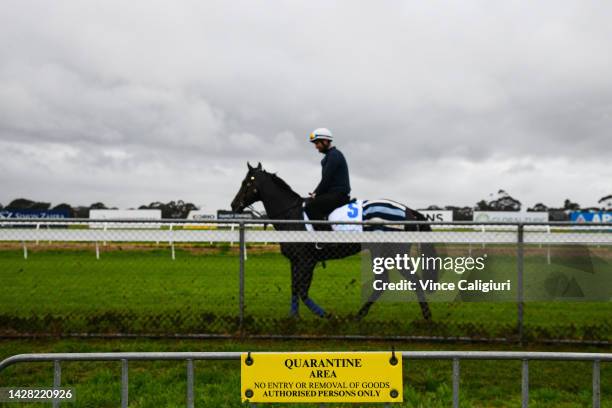 General view of Artorius in Quarantine during a trackwork session at Werribee Racecourse on September 28, 2022 in Melbourne, Australia.