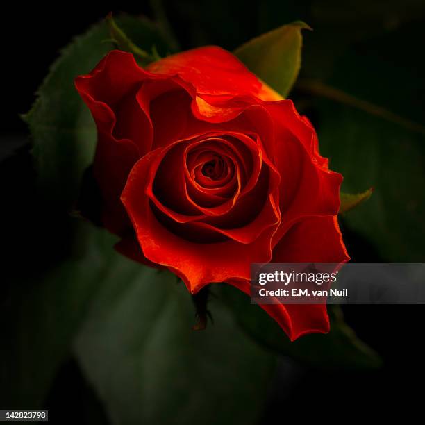 close up of rose - em van nuil stock pictures, royalty-free photos & images