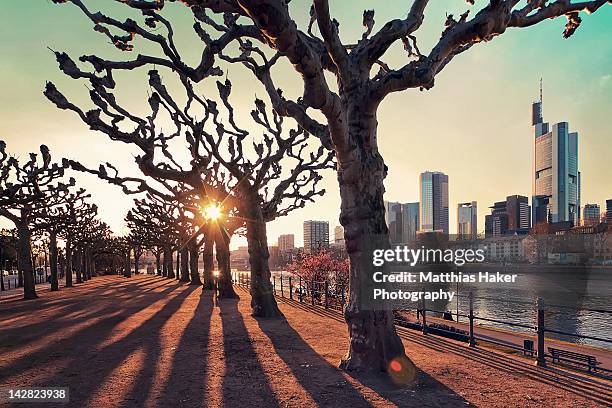 frankfurt afternoon sun - arbre main stock-fotos und bilder