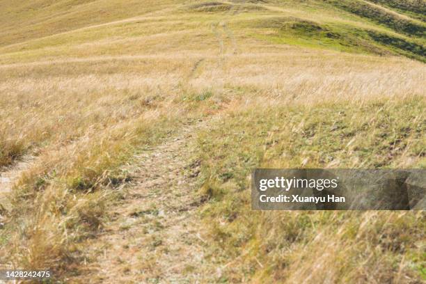 the track of the tire on the grass - prairie grass stock pictures, royalty-free photos & images