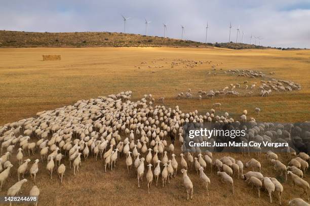 aerial view of a flock (pack) of grazing sheep in the agricultural fields during autumn sunset. in the background, several wind turbines can be seen producing electricity. sheep, transhumance, renewable energy, wind power, spain - vertebrate foto e immagini stock