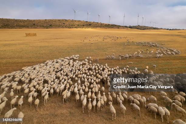 aerial view of a flock (pack) of grazing sheep in the agricultural fields during autumn sunset. in the background, several wind turbines can be seen producing electricity. sheep, transhumance, renewable energy, wind power, spain - vertebrate stockfoto's en -beelden