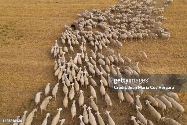 aerial top view of a flock (pack) of grazing sheep in the agricultural fields during autumn sunset, sheep, transhumance, spain - castilla la mancha stock-fotos und bilder