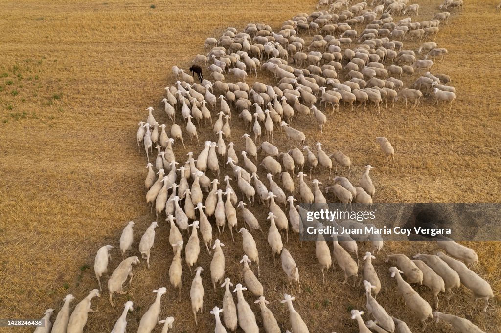 Aerial top view of a flock (pack) of grazing sheep in the Agricultural Fields during autumn sunset, Sheep, Transhumance, Spain