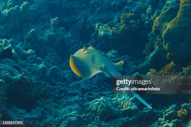 bluespotted stingray fish underwater sea life coral reef underwater photo scuba diver point of view - stingray fotografías e imágenes de stock