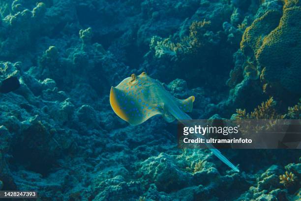 bluespotted stingray fish underwater sea life  coral reef  underwater photo scuba diver point of view - stingray stockfoto's en -beelden