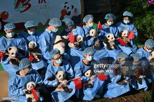 Breeders hold giant pandas born in 2022 at Chengdu Research Base of Giant Panda Breeding on September 28, 2022 in Chengdu, Sichuan Province of China....